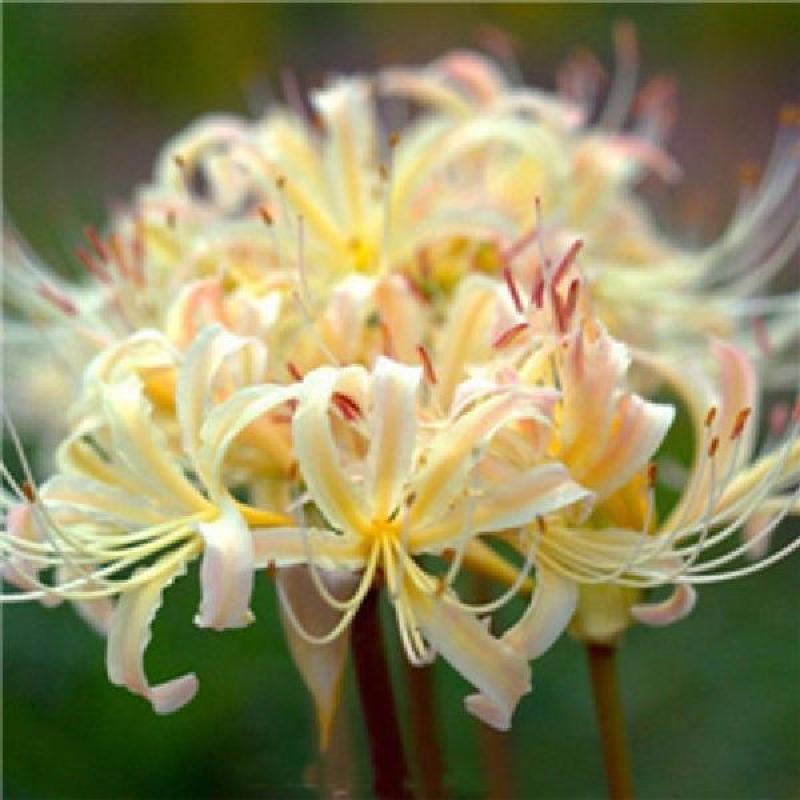 四季彼岸花种球种根曼珠沙华红花石蒜种子盆栽花卉草莓蔬菜种
