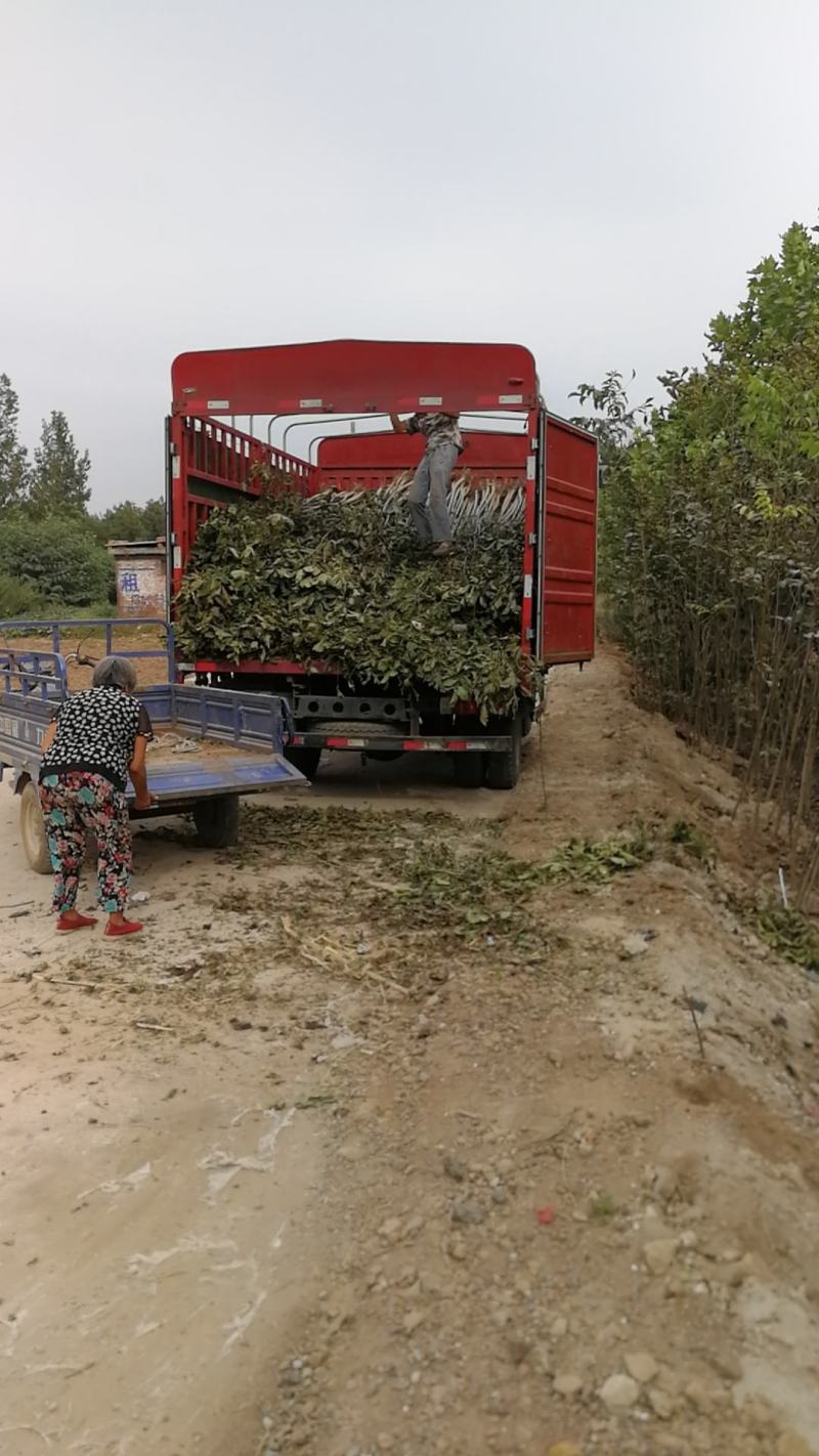 1-4年核桃苗量大从优专业育苗占地用苗长期供货诚信经营