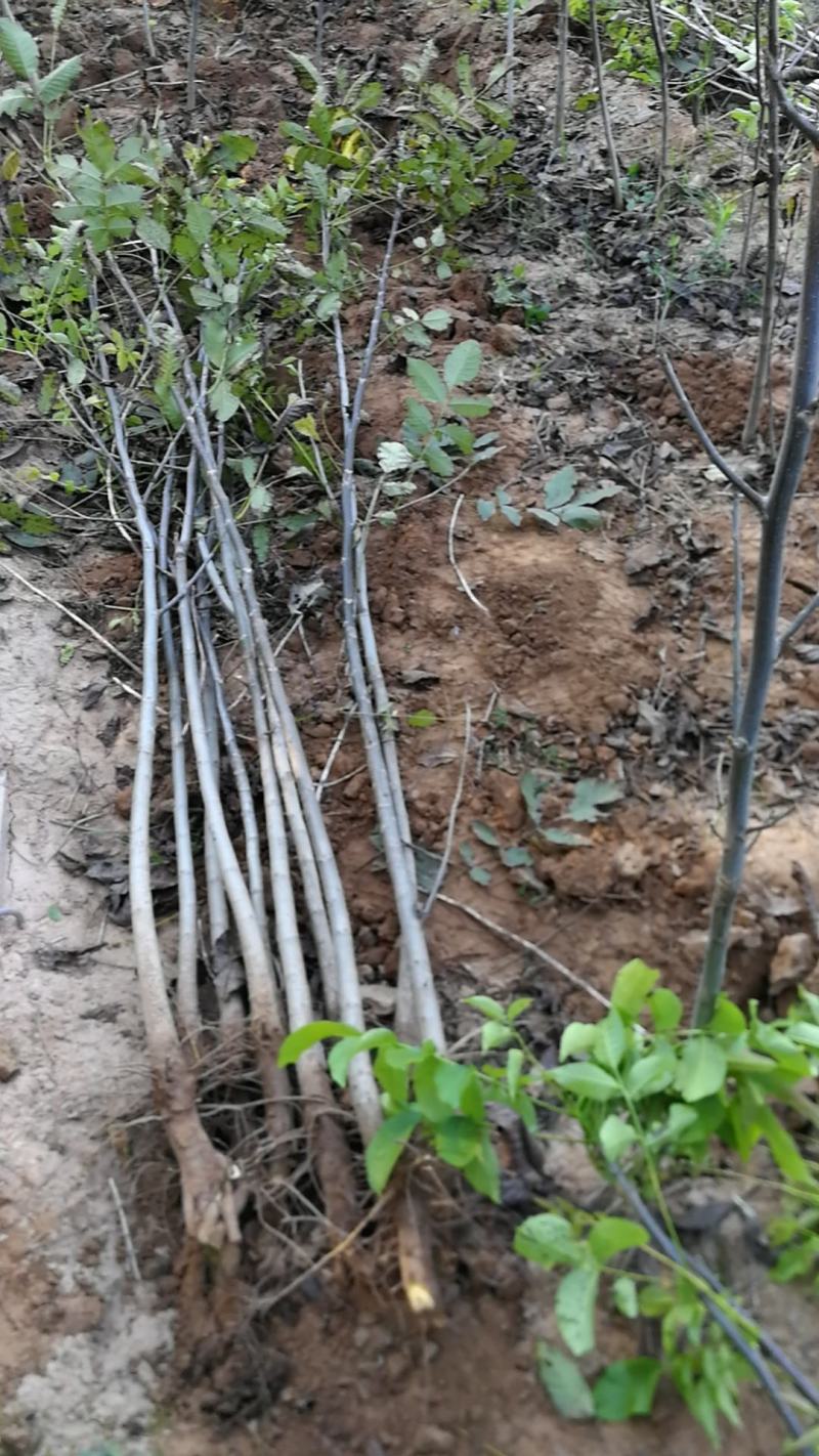 1-4年核桃苗量大从优专业育苗占地用苗长期供货诚信经营