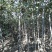 1-4年核桃苗量大从优专业育苗占地用苗长期供货诚信经营