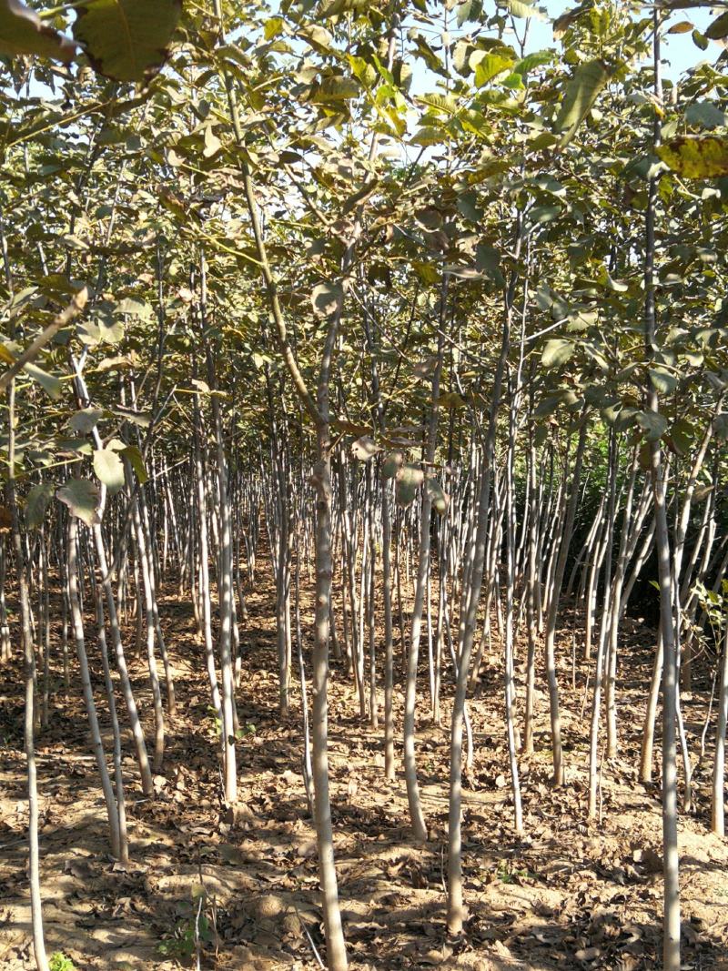 1-4年核桃苗量大从优专业育苗占地用苗长期供货诚信经营