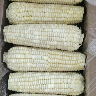 吉林省万糯糯玉米批发，