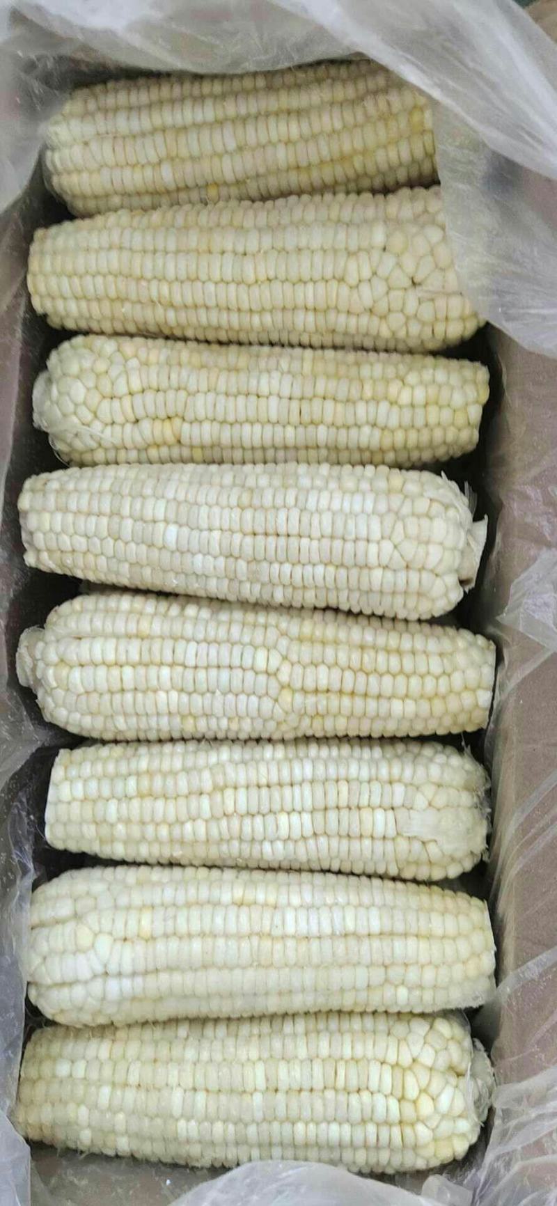 吉林省万糯糯玉米批发，
