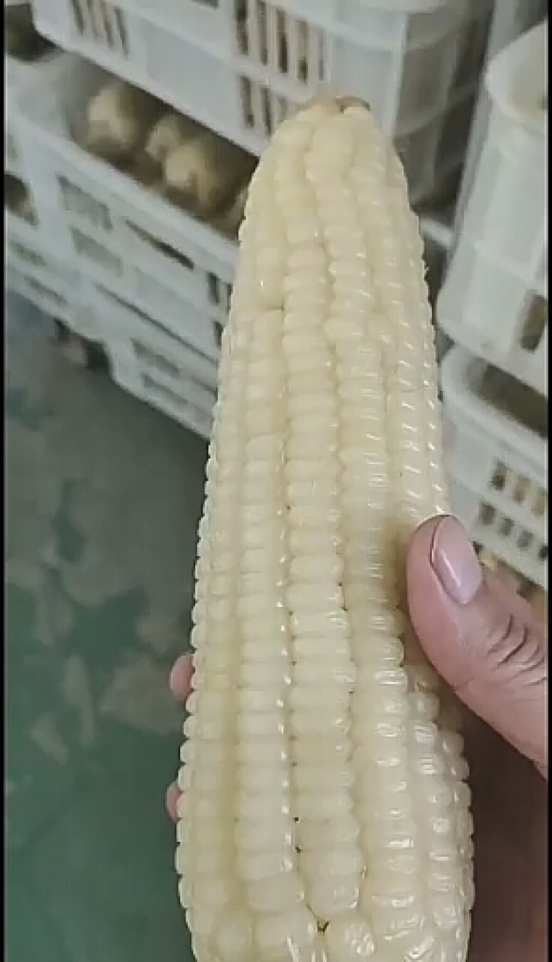 吉林省万糯糯玉米批发，