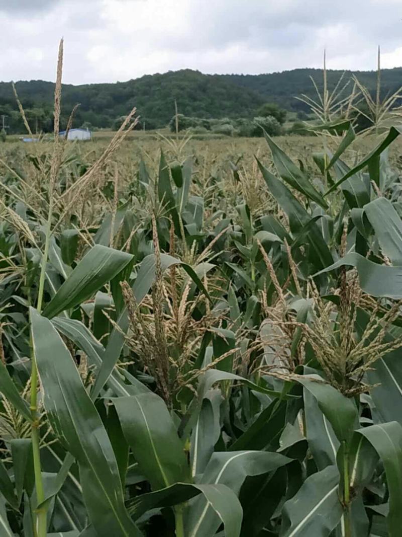 吉林省万糯糯玉米批发，