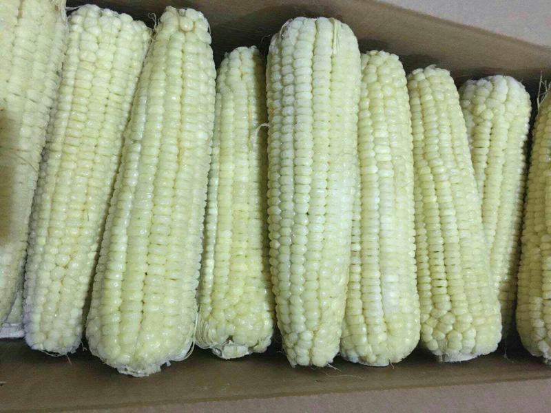 吉林省万糯糯玉米批发，