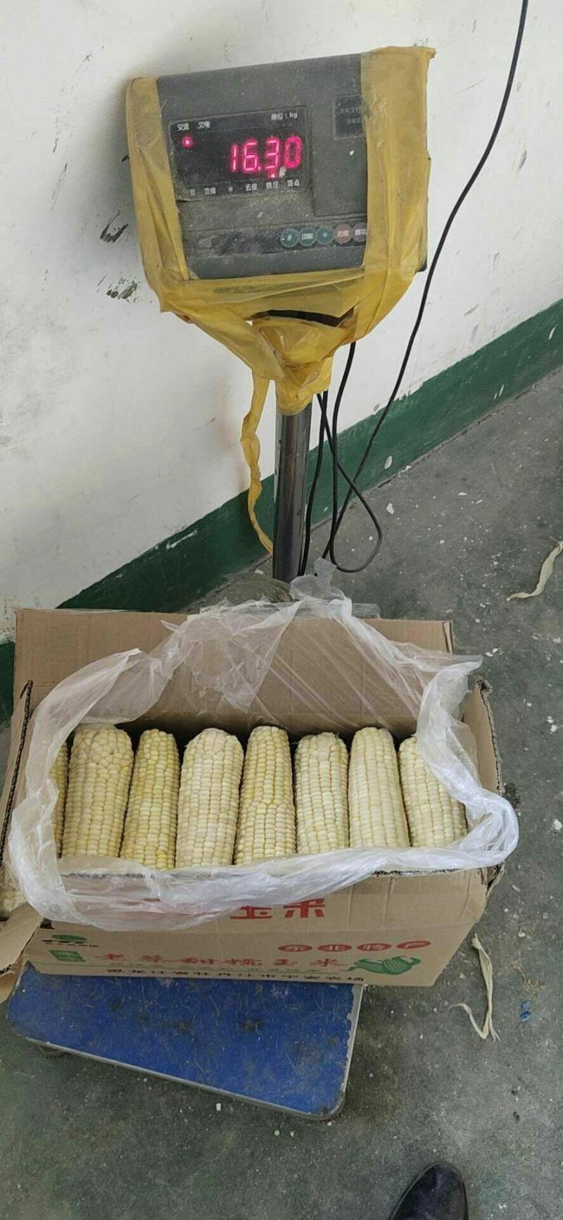 吉林省万糯糯玉米批发，