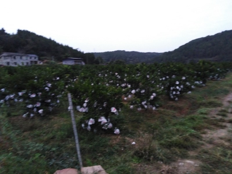 产地供应爱媛38杂柑水果