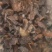 松蘑，松蘑干，粘蘑，松树蛾子，土信承德地区特产，一手货源