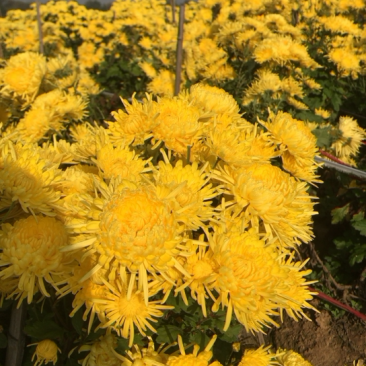 金丝皇菊婺源菊新货上市，量大从优，朵大7cm