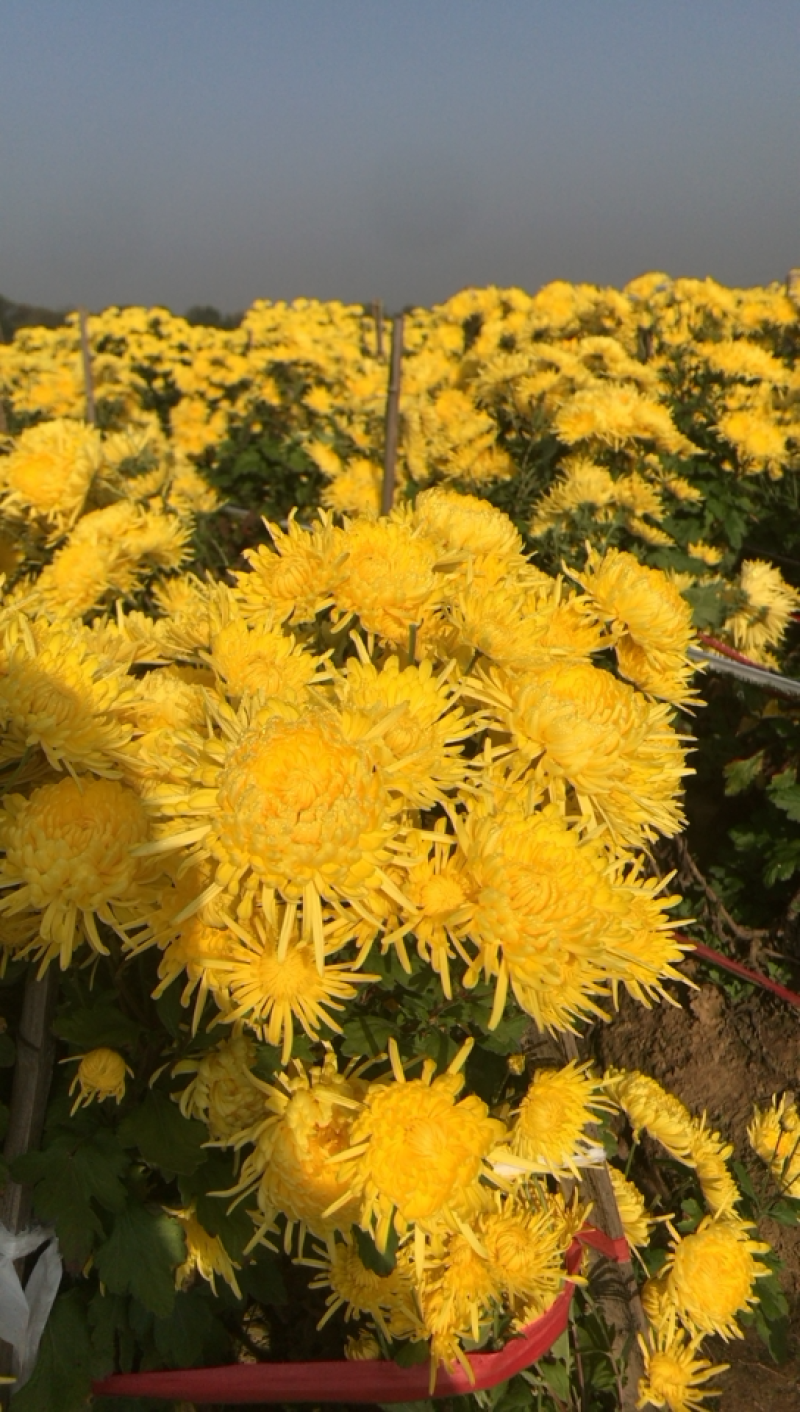金丝皇菊婺源菊新货上市，量大从优，朵大7cm