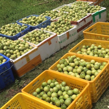 黄金百香果头批果通货6-6.5上车