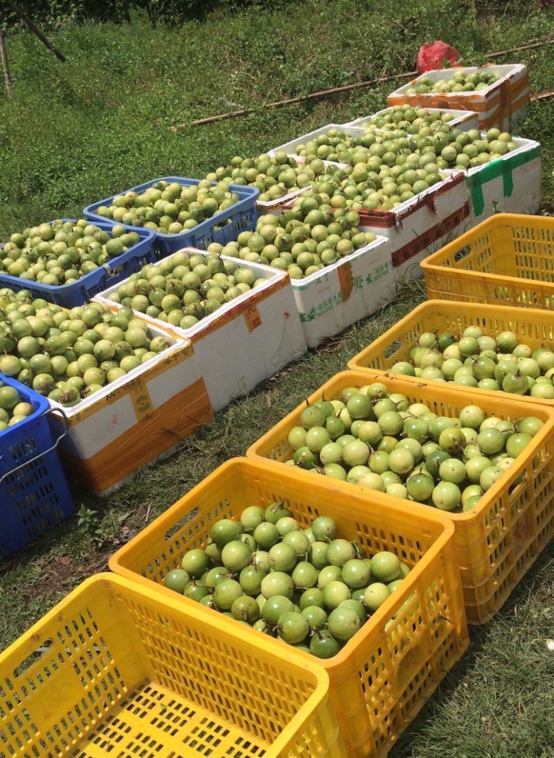 黄金百香果头批果通货6-6.5上车