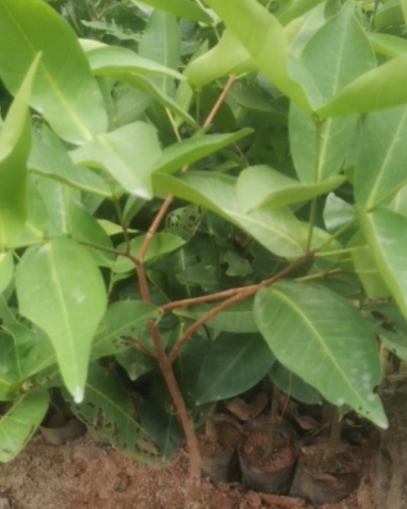黑金刚莲雾苗大叶红莲雾苗盆栽庭院种植果树带泥球发货
