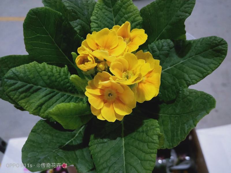 玫瑰报春花基地直供100规格一箱24盆混色装