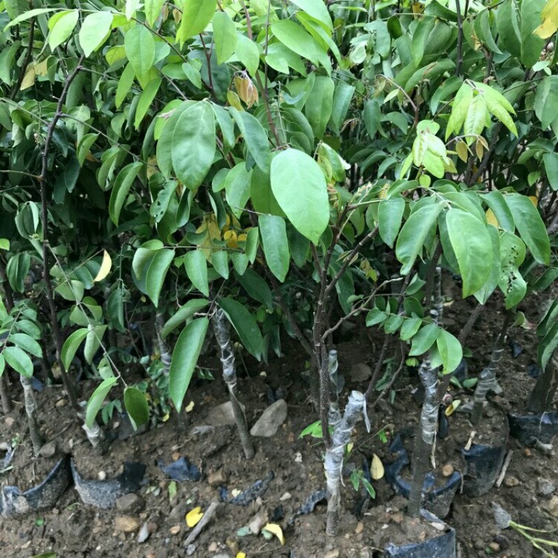 杨桃苗四季杨桃树苗南方种植甜杨桃苗
