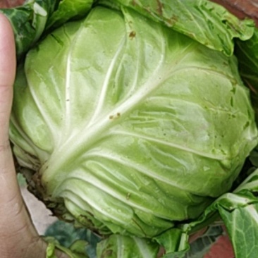 旺旺，2斤左右，产地直销
