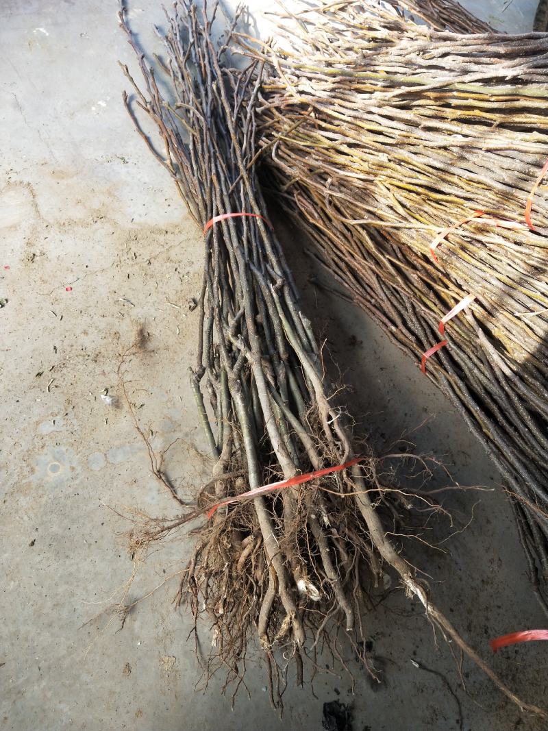 【精选】金果梨树苗金果梨苗种植基地金果梨苗根系发达