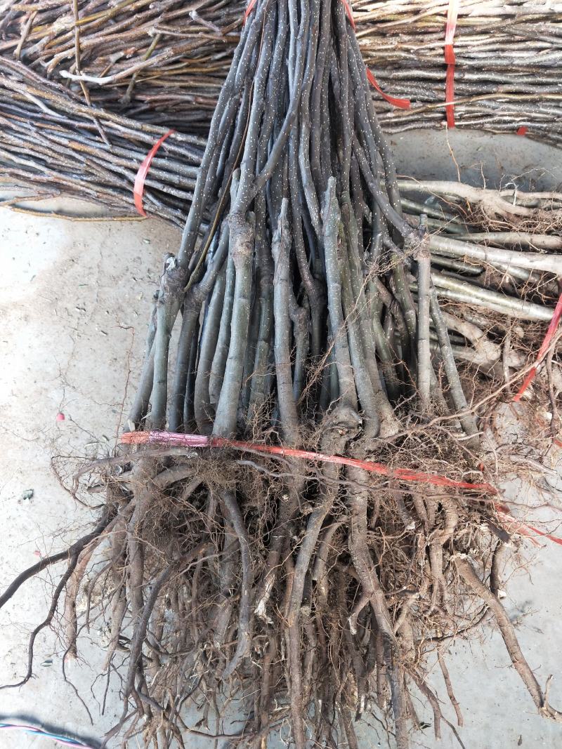 【精选】金果梨树苗金果梨苗种植基地金果梨苗根系发达
