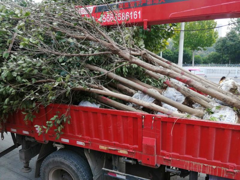 大叶女贞低价出售10-12公分