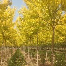 金叶复叶槭8至15公分1000棵3年冠