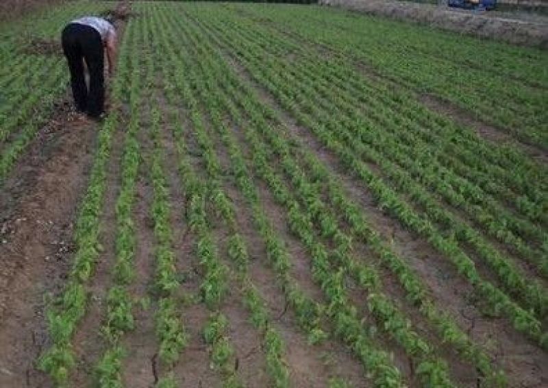 山东白玉山药种苗百亩基地直销价格真实