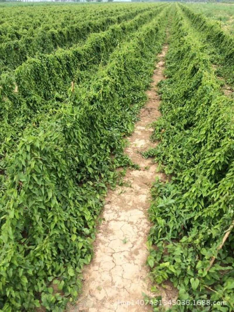 山东白玉山药种苗百亩基地直销价格真实