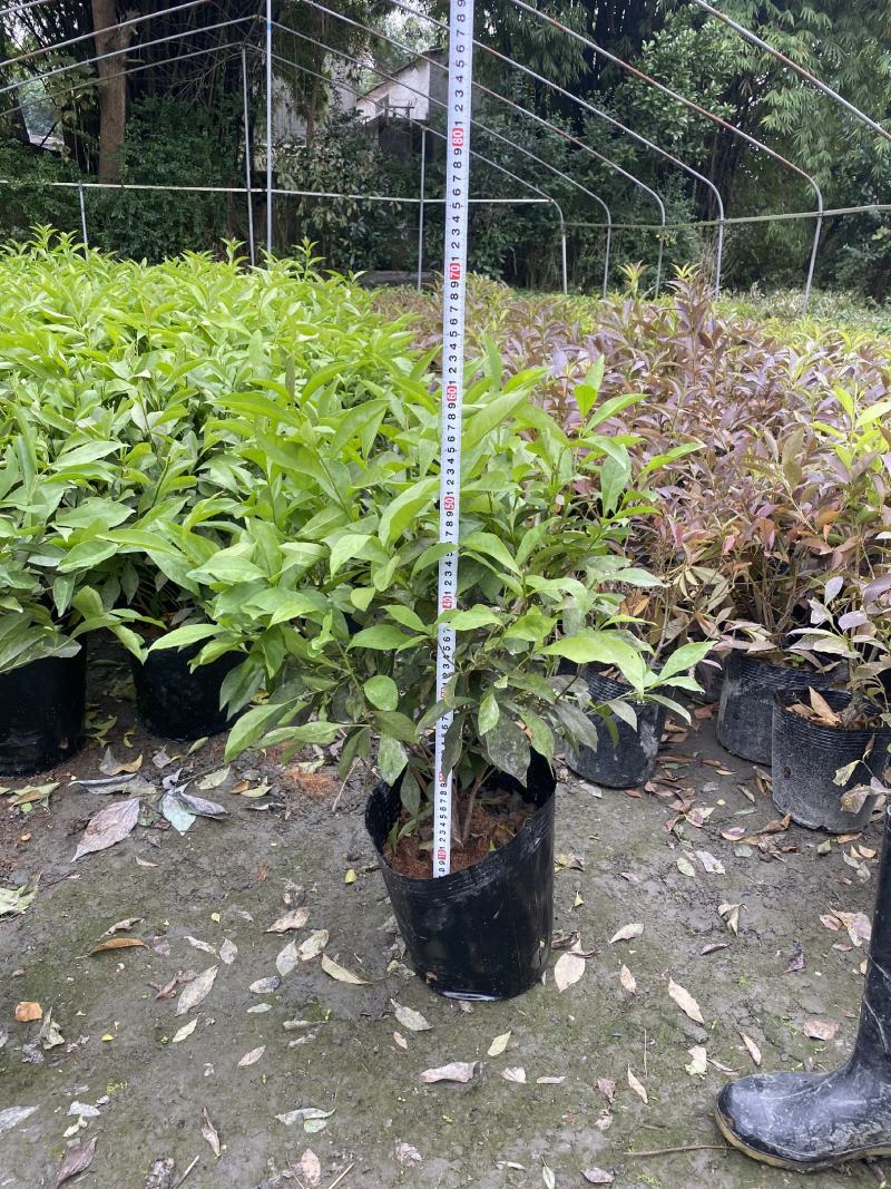 双色茉莉批发鸳鸯茉莉杯苗园林绿化工程苗批发