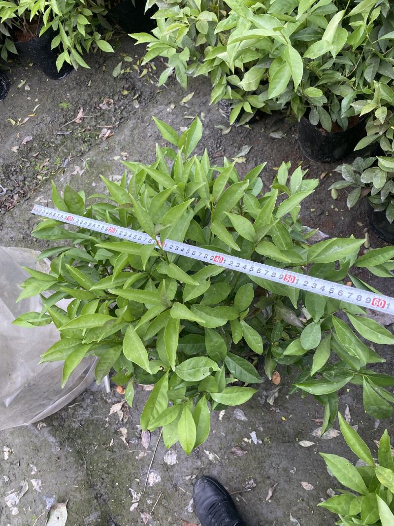 双色茉莉批发鸳鸯茉莉杯苗园林绿化工程苗批发