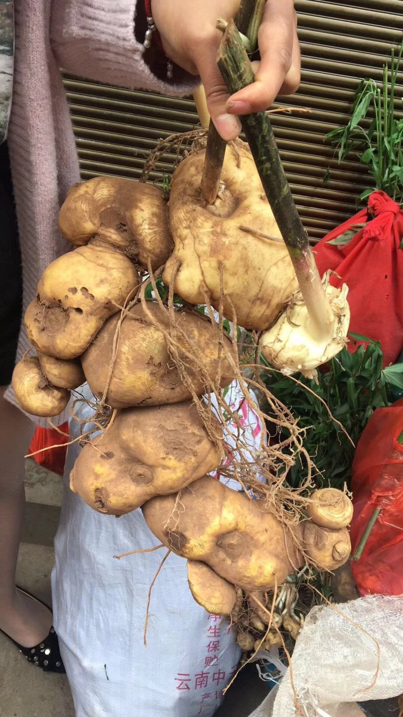 红花滇黄精种子黄精种子带壳，老虎姜节节高种子