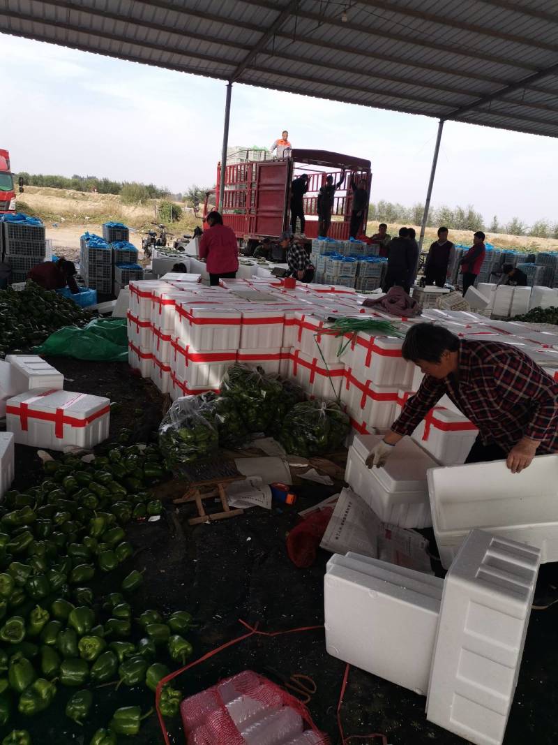 【推荐】山东鲜辣椒圆椒产地直发大量上市规格齐全