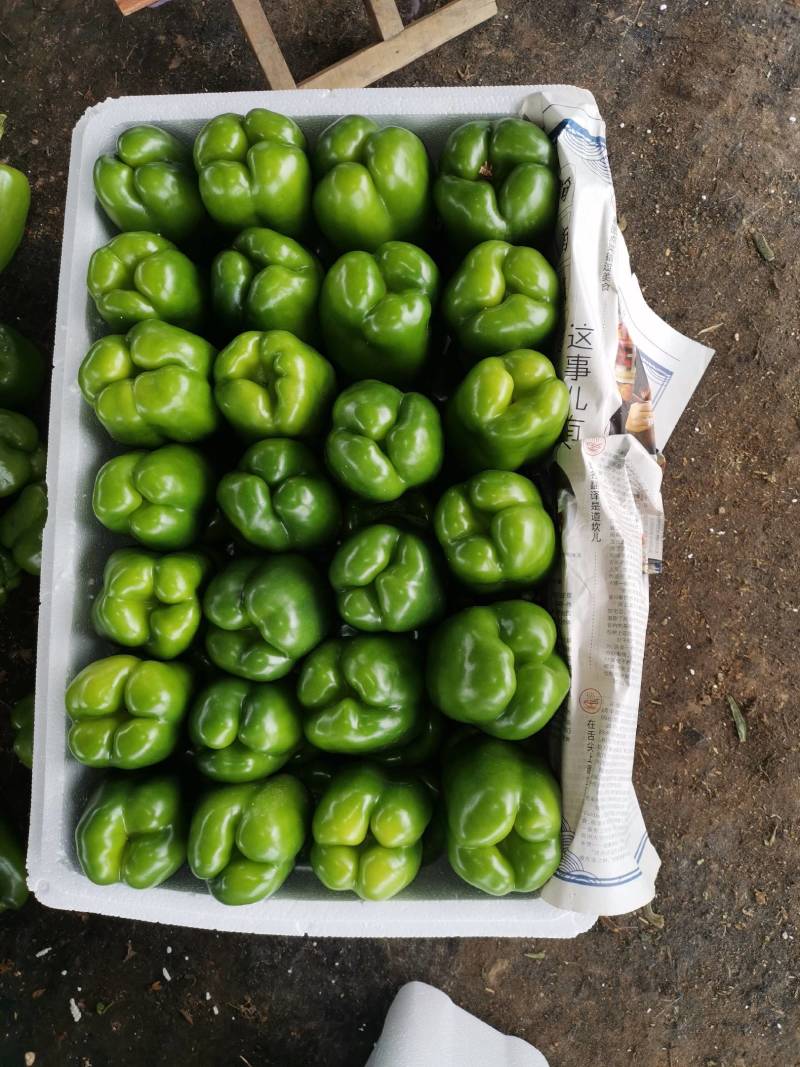 【推荐】山东鲜辣椒圆椒产地直发大量上市规格齐全