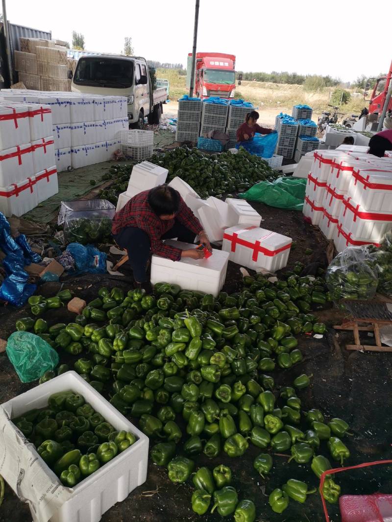 【推荐】山东鲜辣椒圆椒产地直发大量上市规格齐全