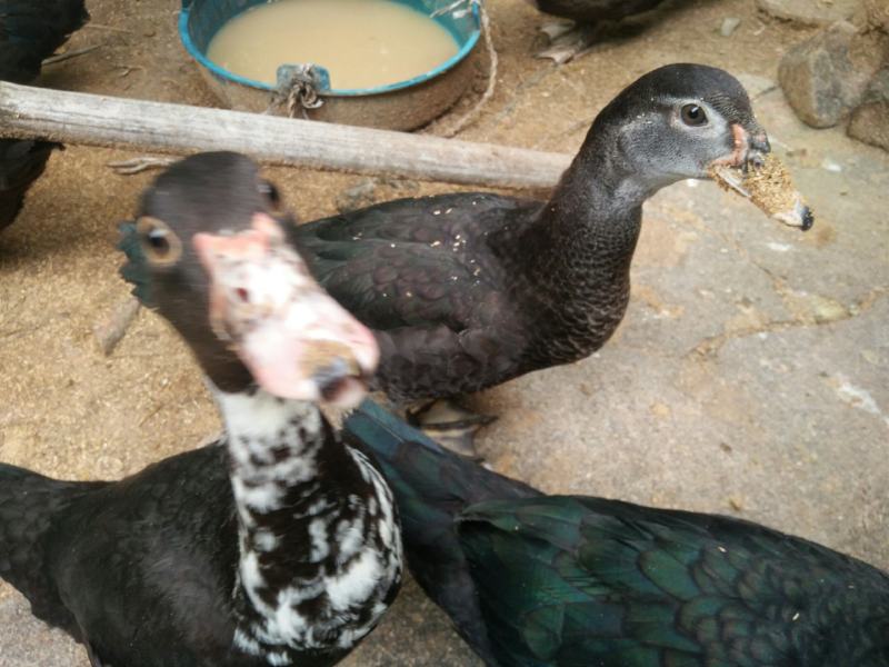 香秋老鸭散养乡村老林