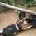 香秋老鸭散养乡村老林