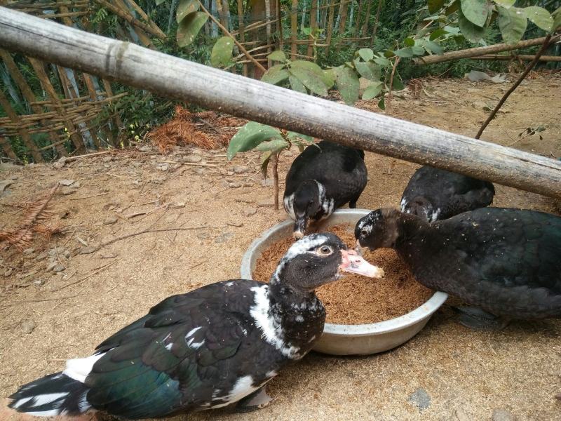 香秋老鸭散养乡村老林