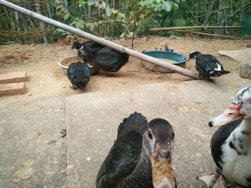 香秋老鸭散养乡村老林