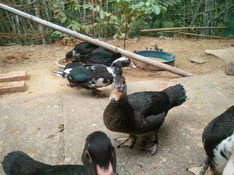 香秋老鸭散养乡村老林