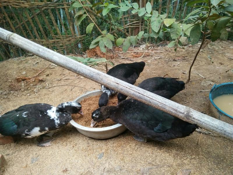 香秋老鸭散养乡村老林