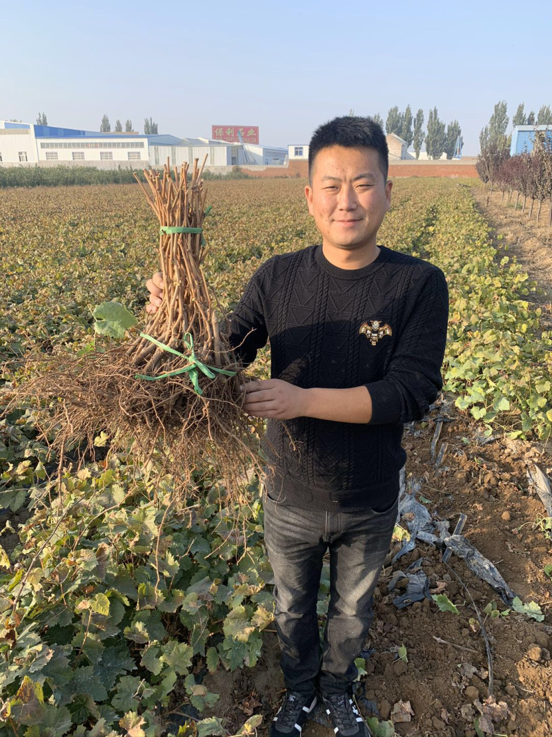 山东，夏黑葡萄苗，南北方种植，品种纯正，成活率高