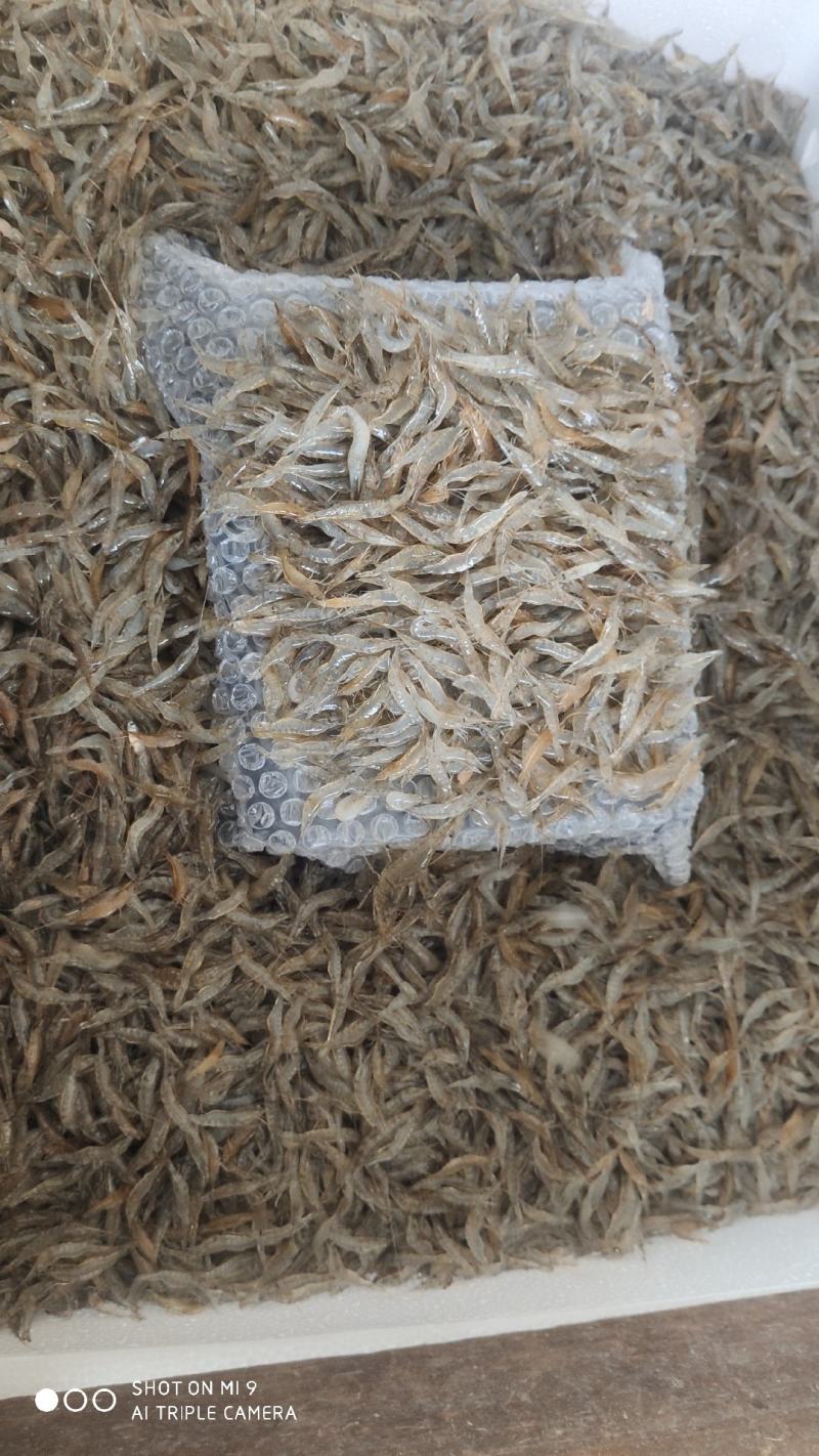返湾湖生态河虾.生态活体.一手货源.各品类齐全.全国发货