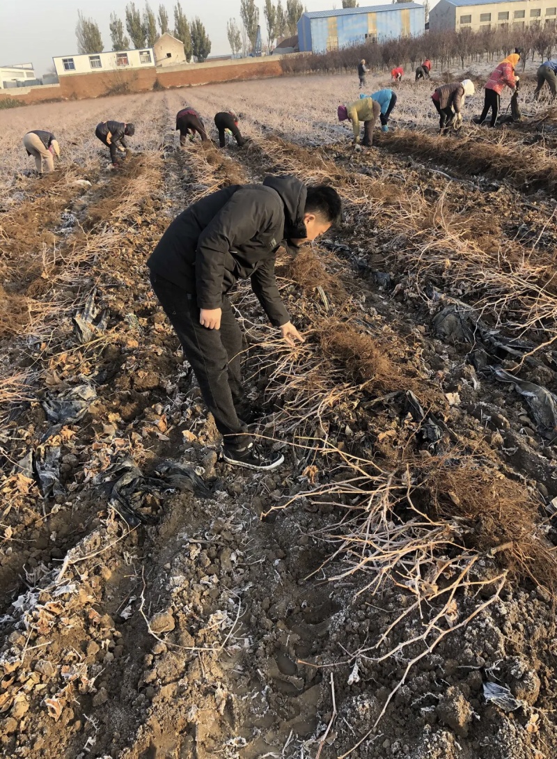山东，夏黑葡萄苗，南北方种植，品种纯正，成活率高