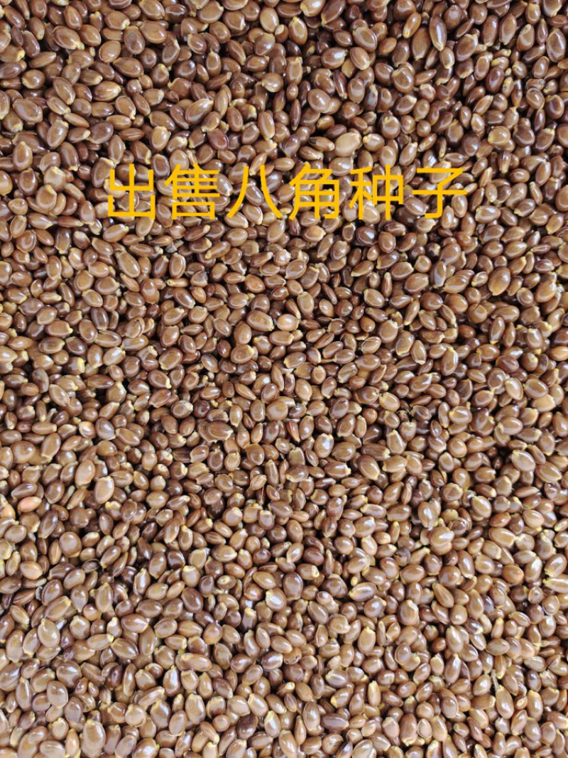 大红八角种子。。。。。