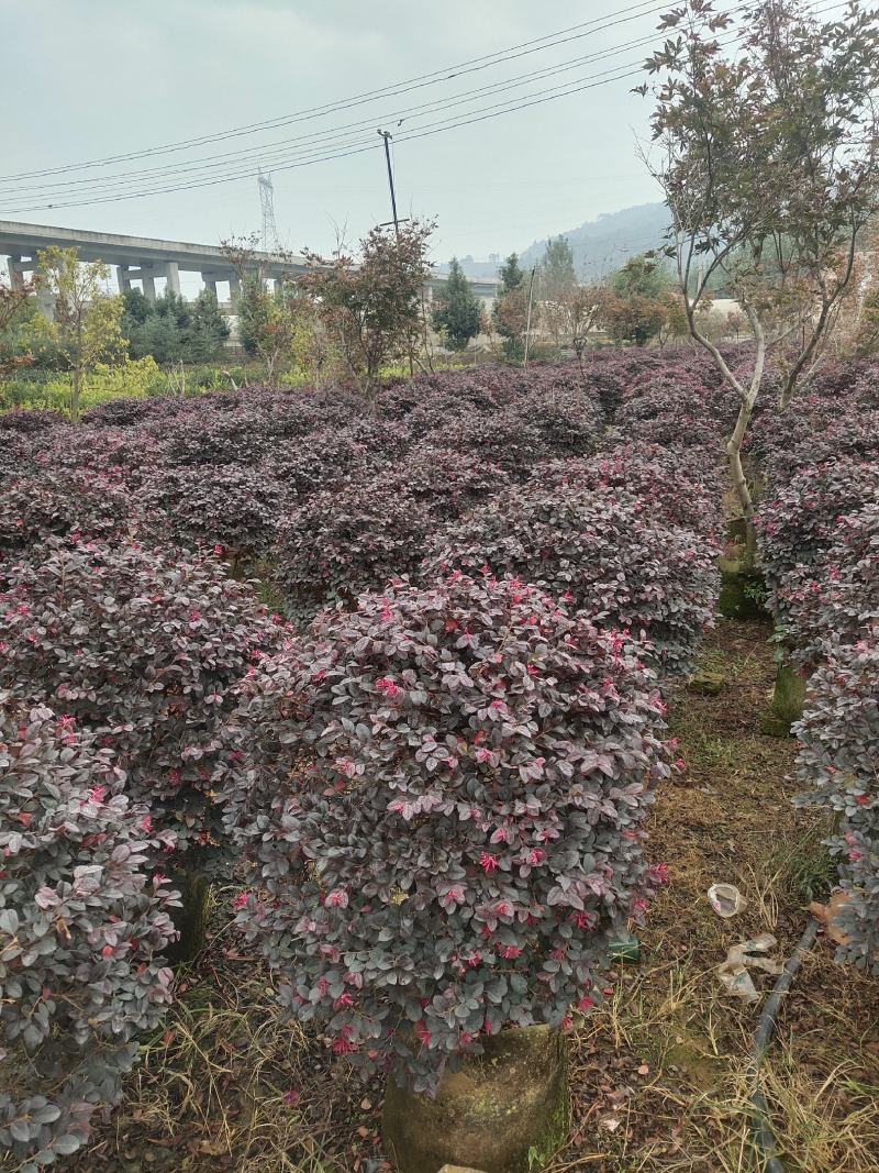红花继木球，规格多，数里充足，欢迎四面八方顾客订购，