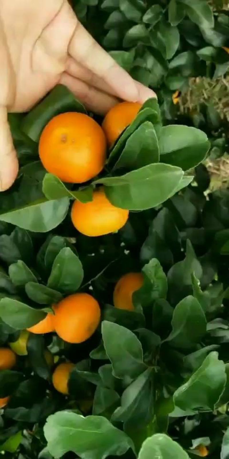 广西黄帝柑（贡柑）东方红砂糖橘袄马上上市了