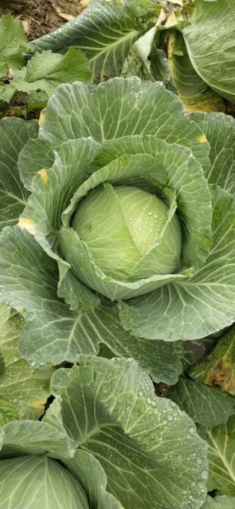 扁包，莲花白，奥奇娜，京丰，强力50，卷心菜