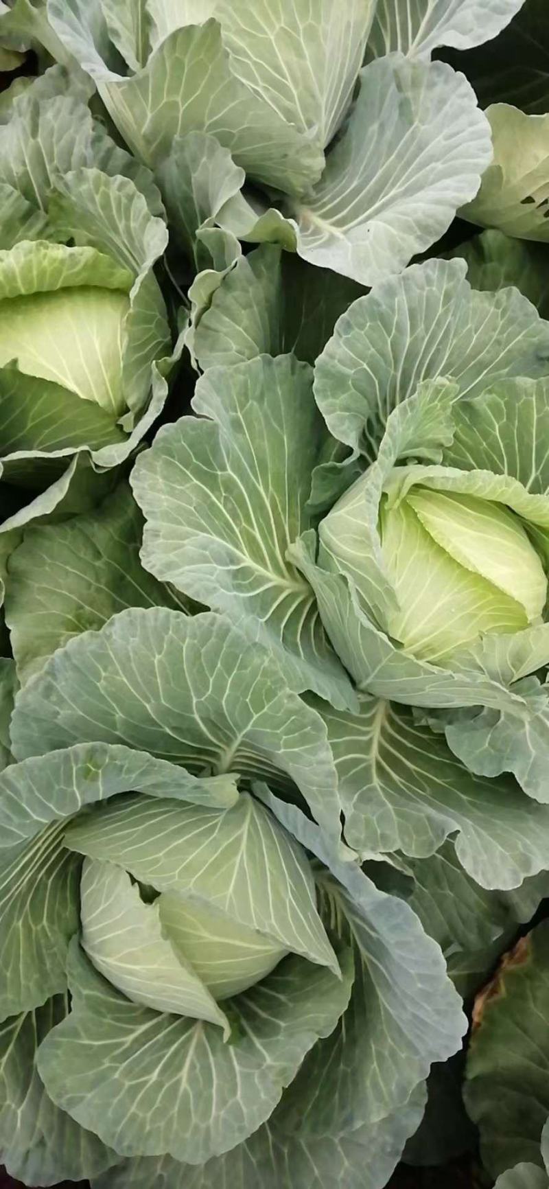 扁包，莲花白，奥奇娜，京丰，强力50，卷心菜
