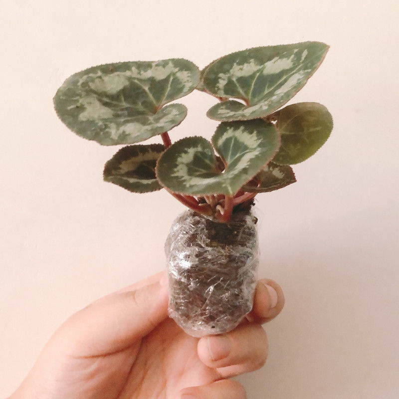 仙客来种球花卉绿植盆栽年宵植物报春花兔子花一品冠仙客来花