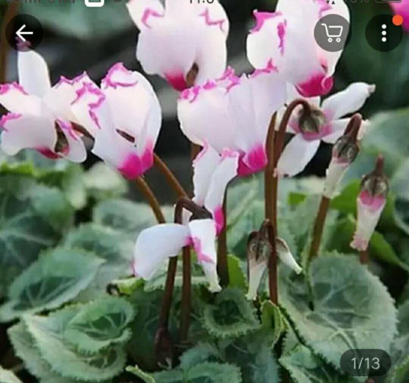 仙客来种球花卉绿植盆栽年宵植物报春花兔子花一品冠仙客来花