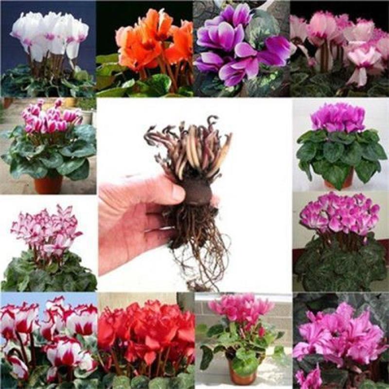 仙客来种球花卉绿植盆栽年宵植物报春花兔子花一品冠仙客来花